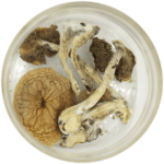 African Cubensis (Panaeolus africanus) | Mushroom Canada