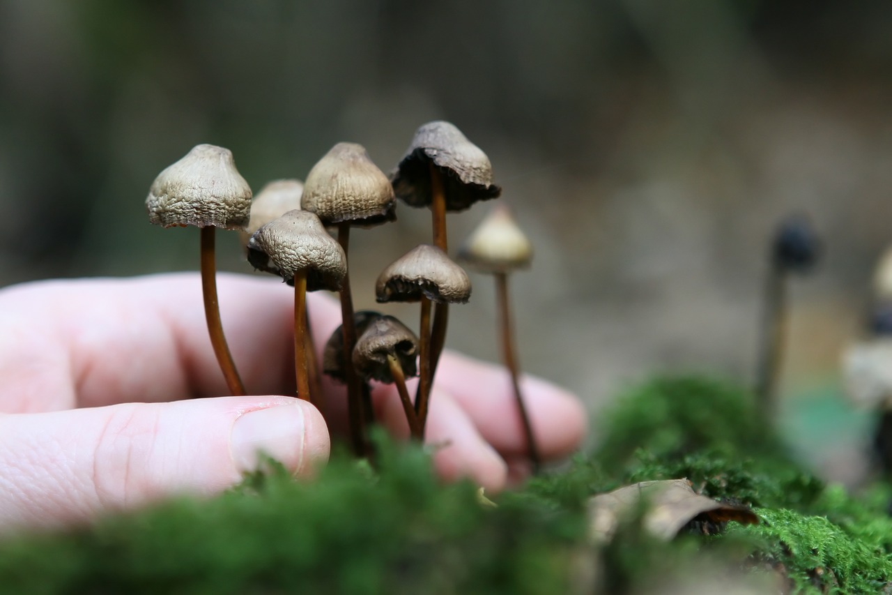 The Mycelial Network in Cultivating Magic Mushrooms