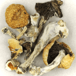 Thai Elephant | Mushroom Canada