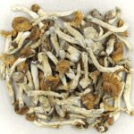Florida White | Mushroom Canada