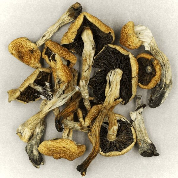 Malabar | Mushroom Canada