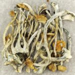 Amazonian Cubensis | Mushrooms Canada