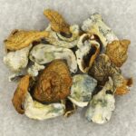 King Kong | Mushroom Canada