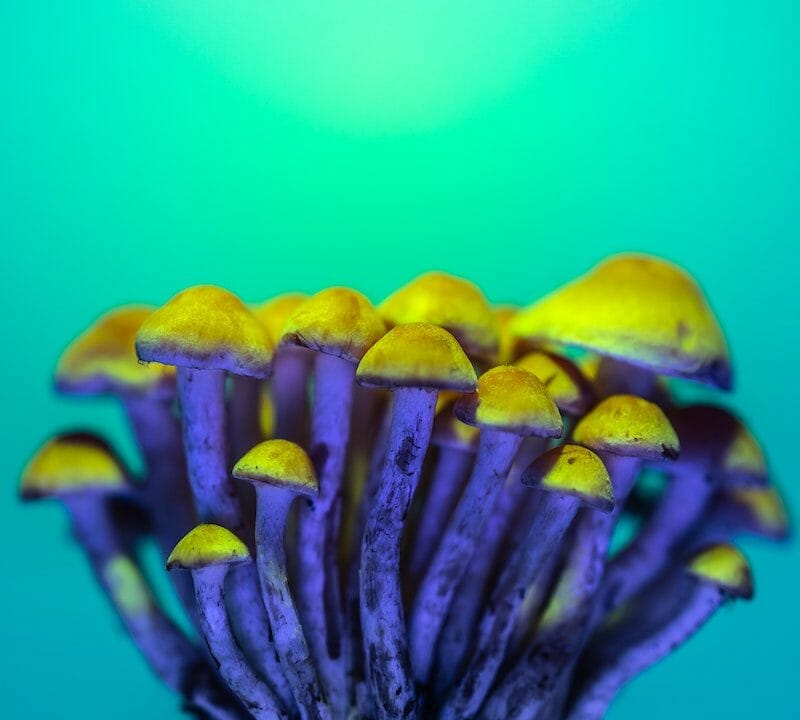LSD Edibles | Mushroom Canada