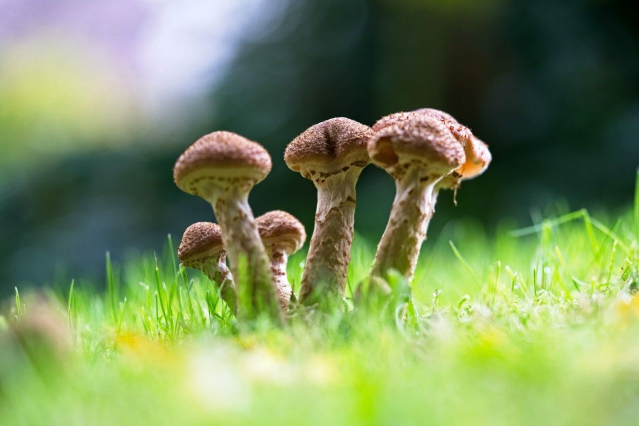 What Makes a Mushroom Dispensary a Good Choice?