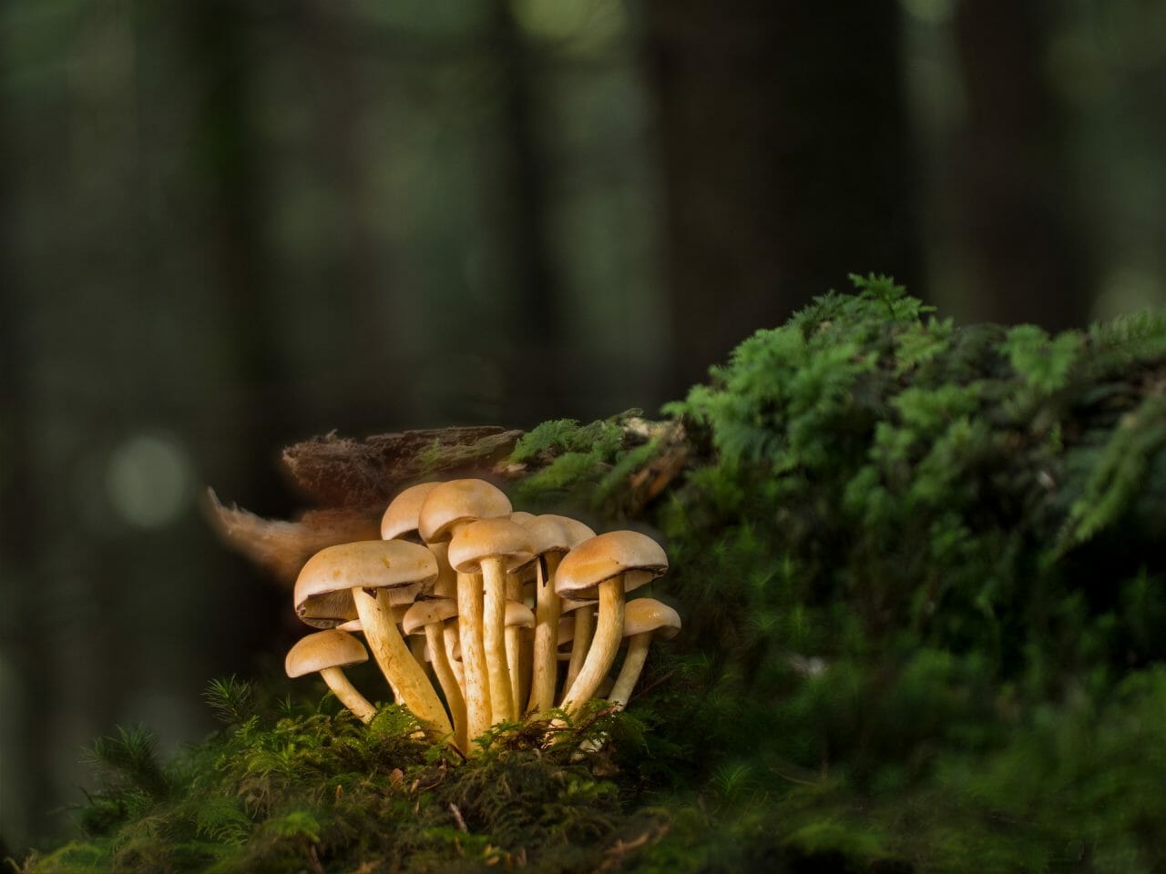 The Most Potent Magic Mushrooms Ranked by Strength