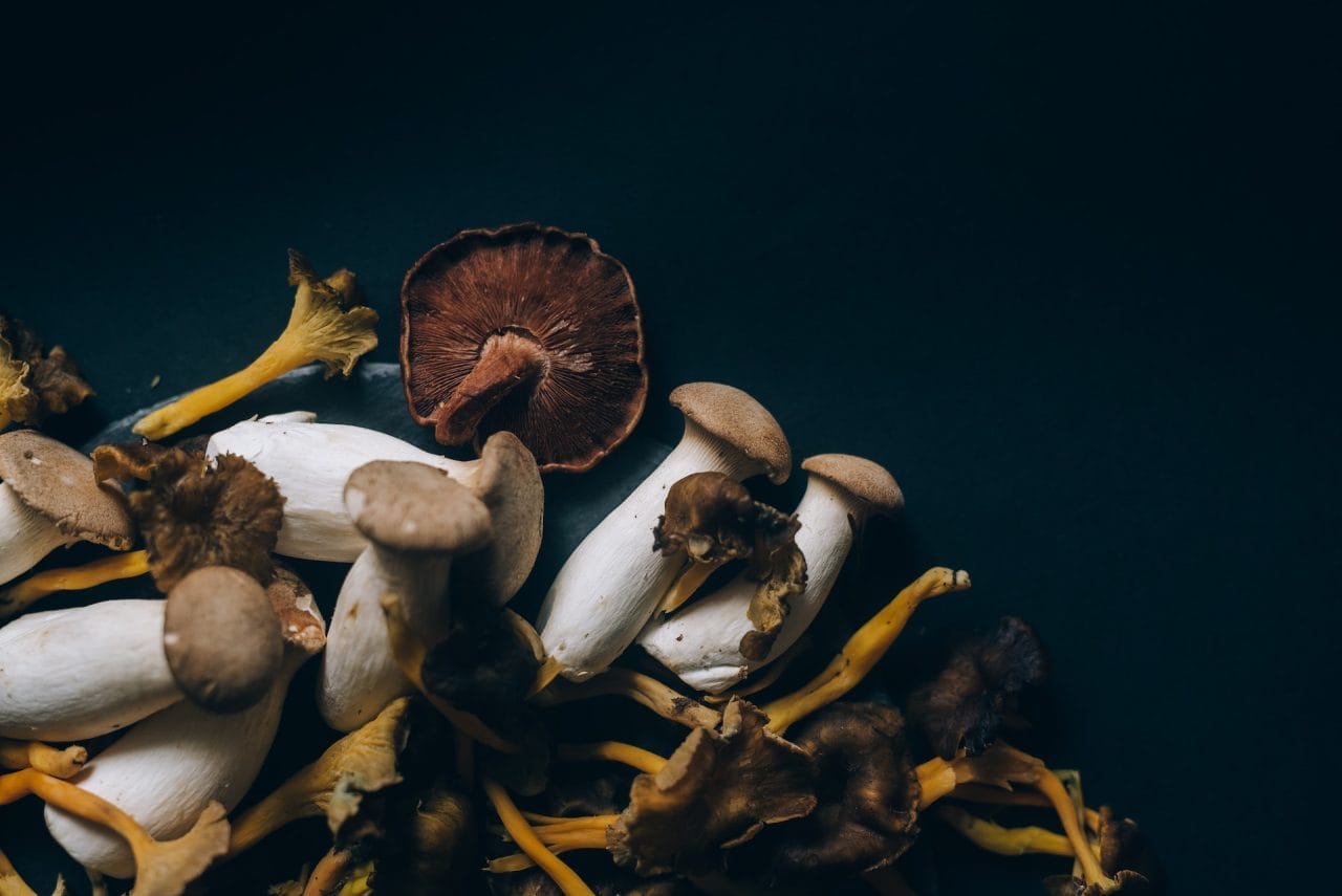 Studies Indicate That Dried Psychedelic Mushrooms Trigger a Sensation Similar to a ‘Lucid Dream’