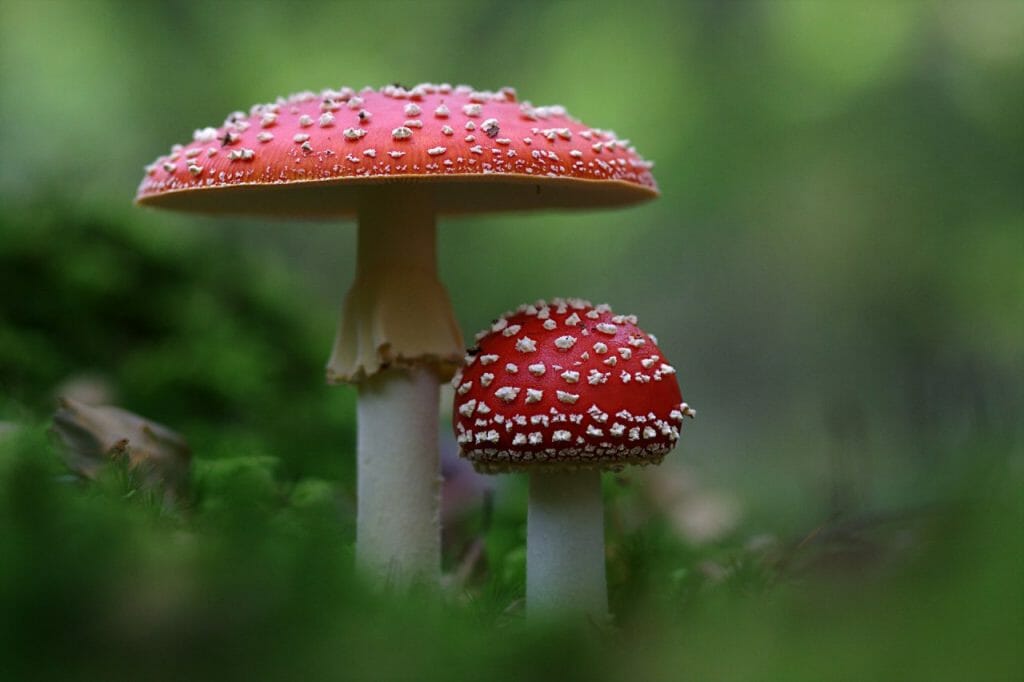 A Variety of Shroom Products at Magic Mushroom Dispensary Magic Mushroom Dispensary