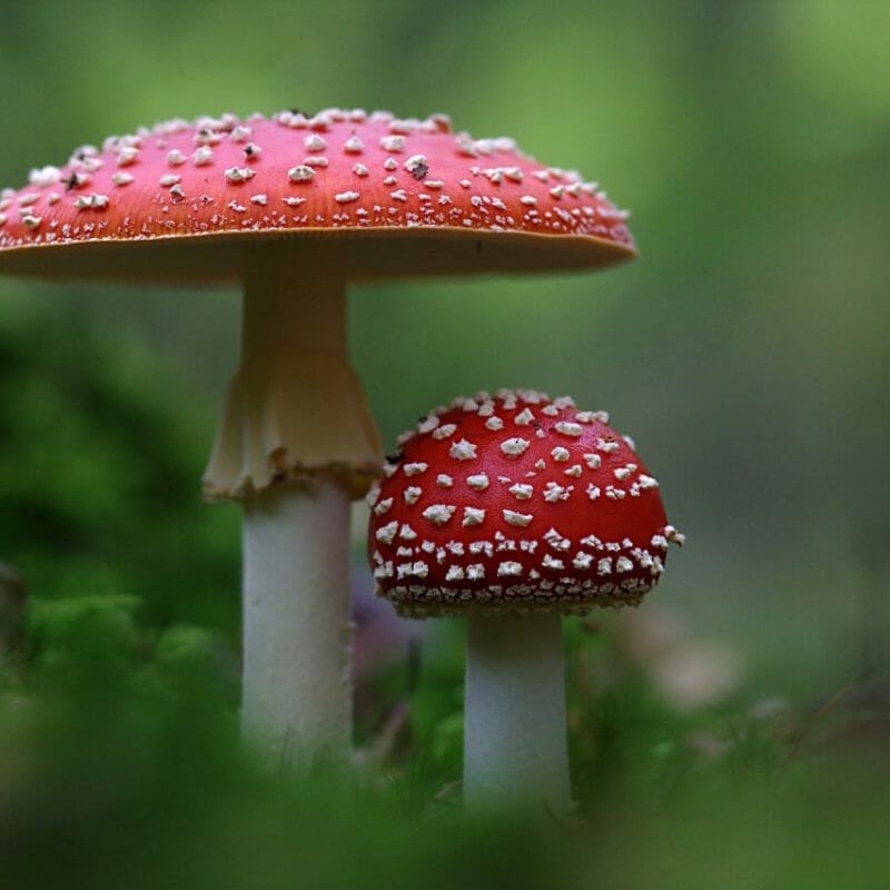 Magic Mushrooms Canada | Mushroom Canada