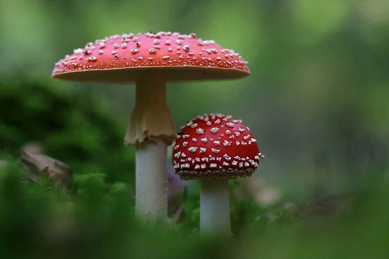 The Ascendancy of Magic Mushrooms in Canada: Premium Varieties to Experience