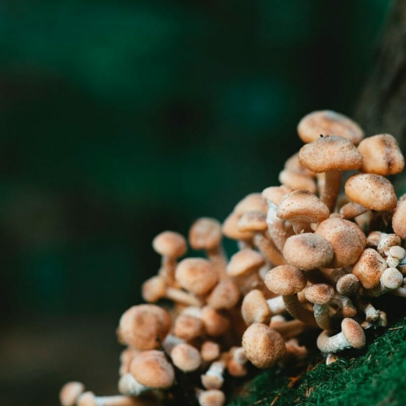Mushroom Dispensary - Zoomies | Mushroom Canada