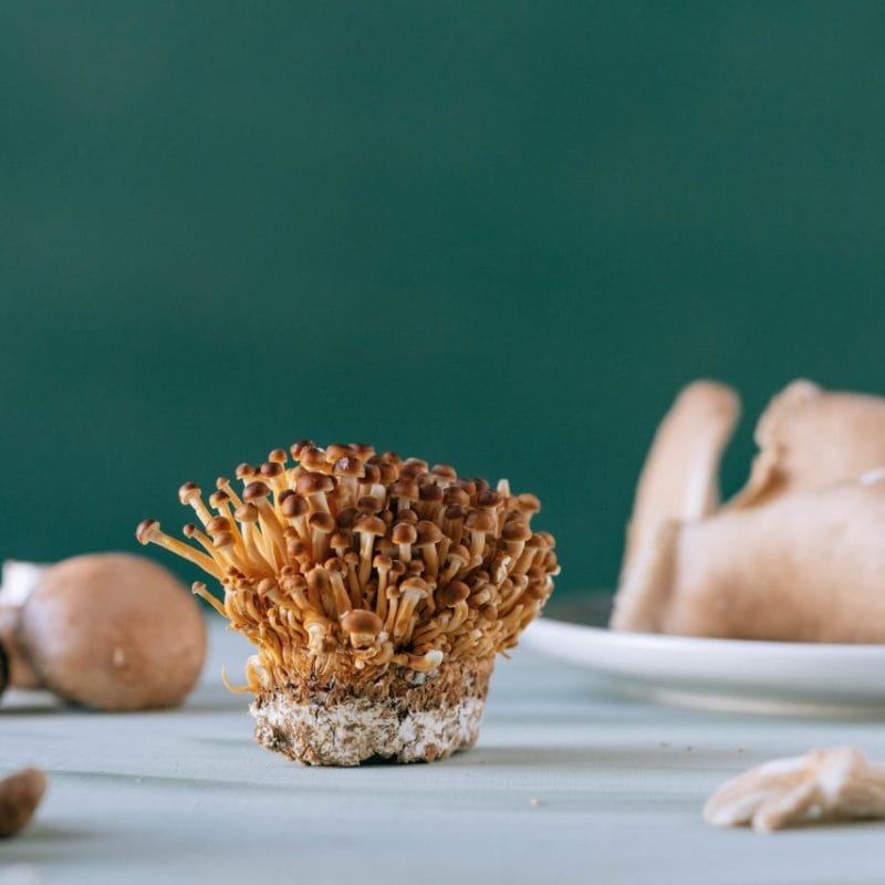 Buy Magic Mushroom | Mushroom Canada
