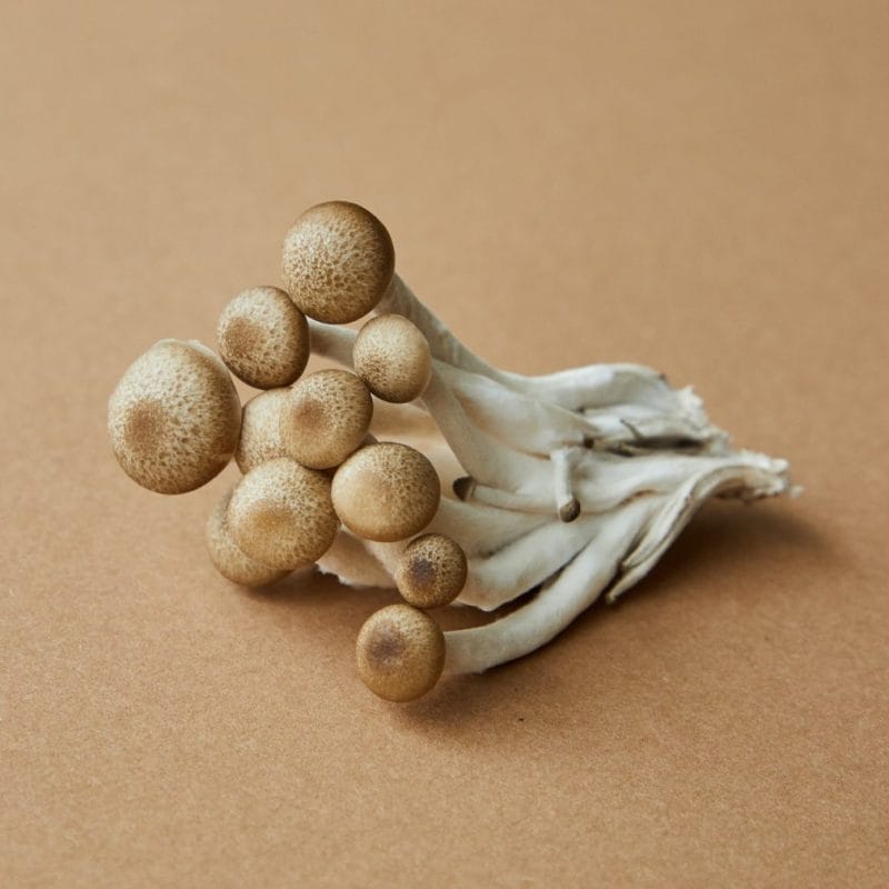 strongest mushroom strain | Mushroom Canada