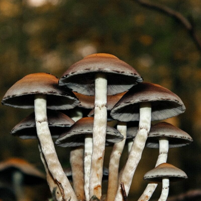 Microdose Mushrooms | Mushroom Canada
