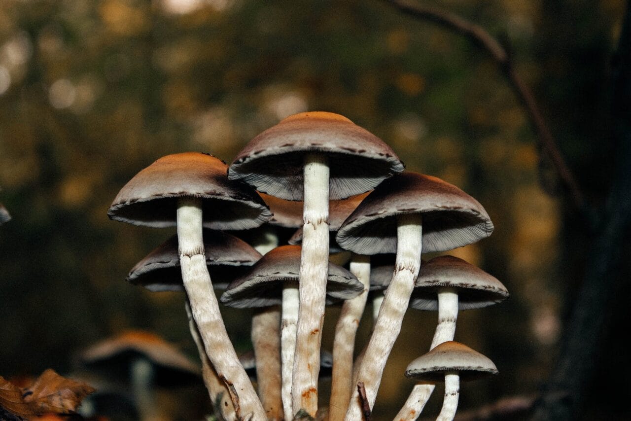 A Series of Cases on the Use of Microdose Mushrooms for Long-Term Pain Alleviation