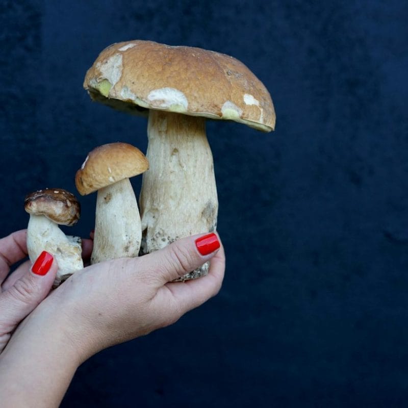 Shrooms Online | Mushroom Canada