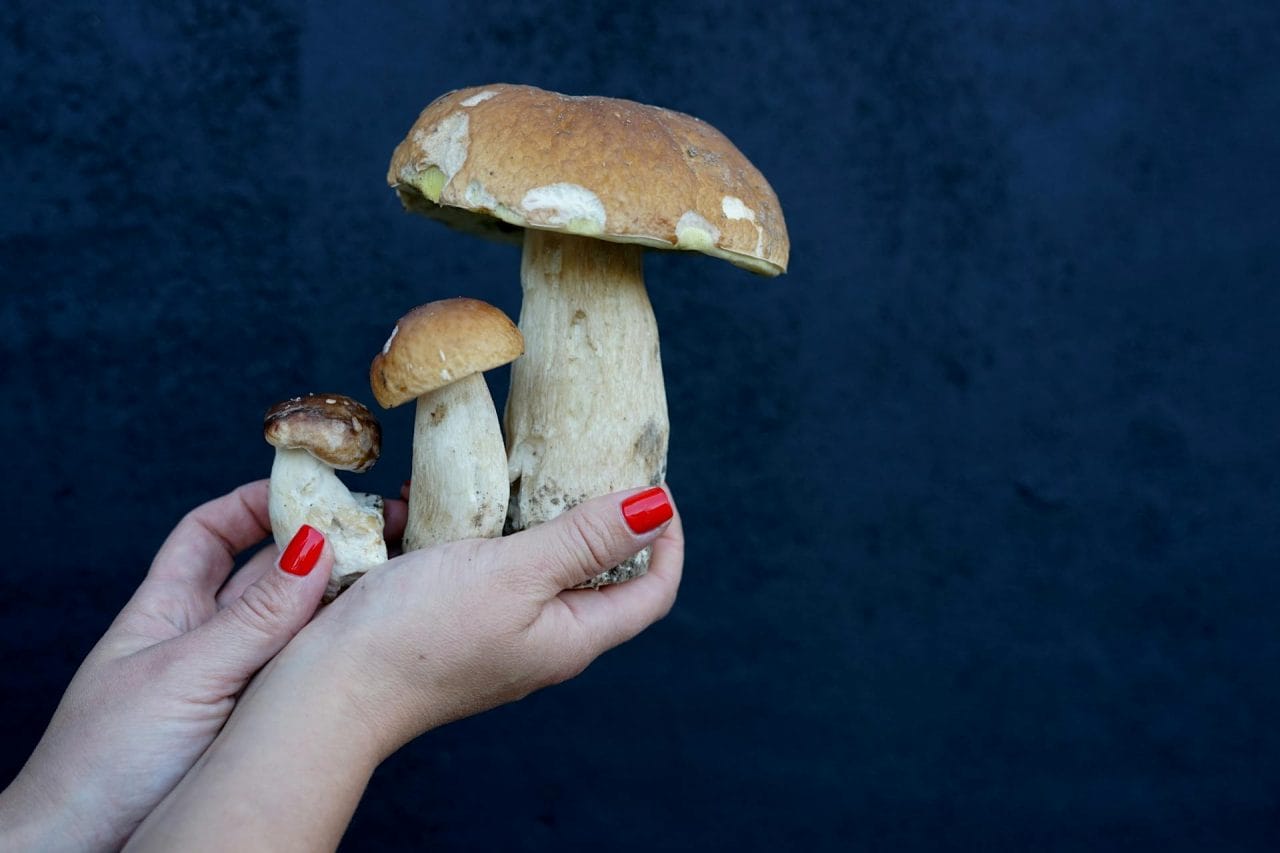 Five Shrooms You Must Try Near Your Location