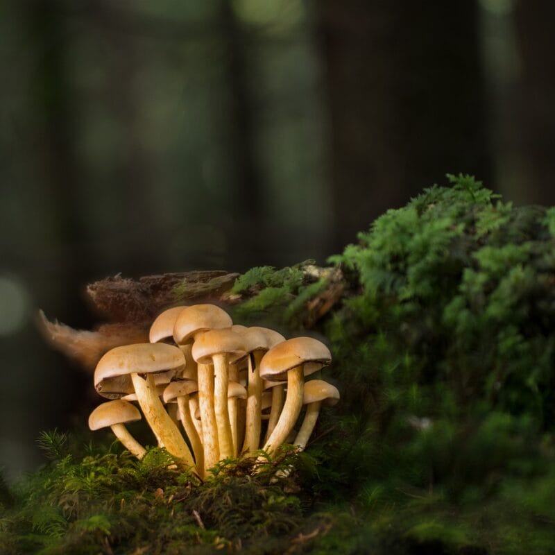 Buy Shrooms Online and Discover the Sweetest Shroom Options | Mushroom Canada