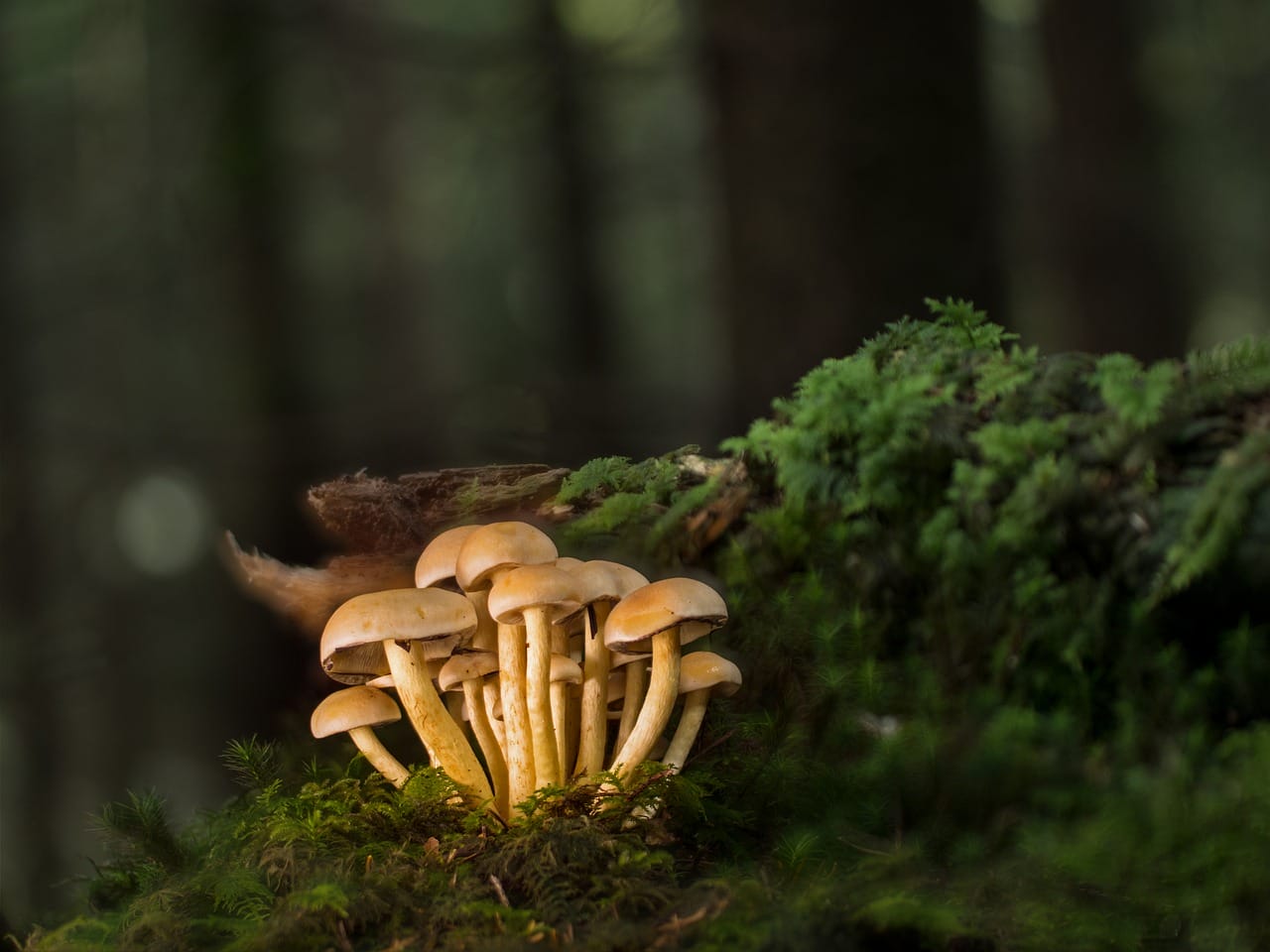 Purchase Mushrooms Online and Explore the Finest Selection of Shrooms