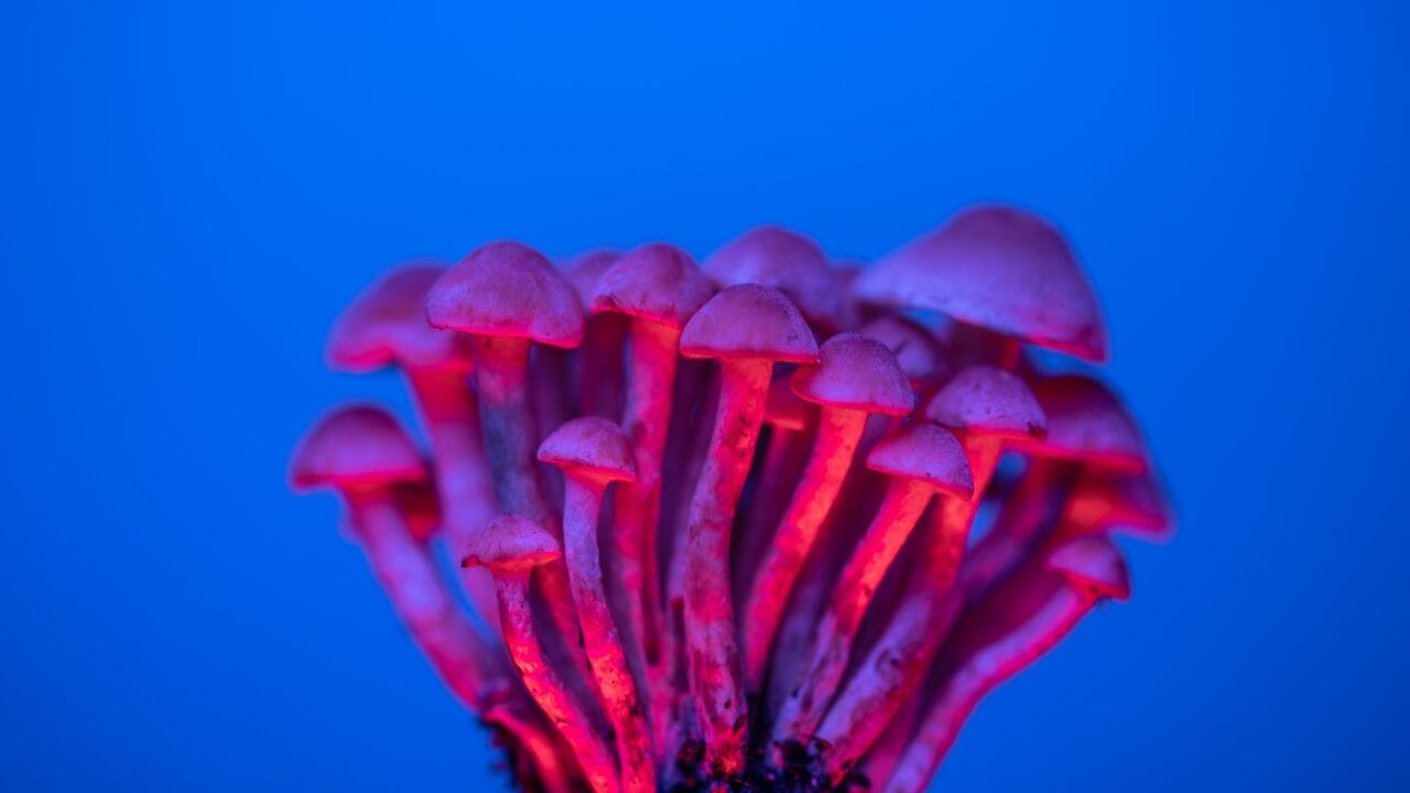 Delivery of Shrooms for Boosting Cognitive Abilities: A Dive into the Advantages of Nootropics