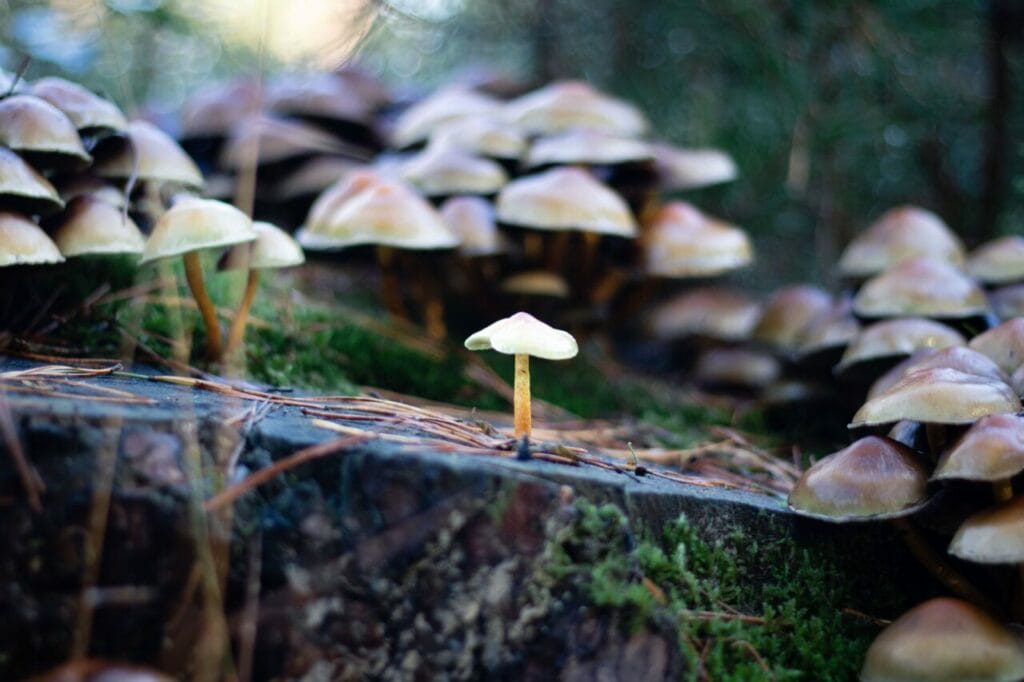 Shroom Delivery at Mushroom Canada