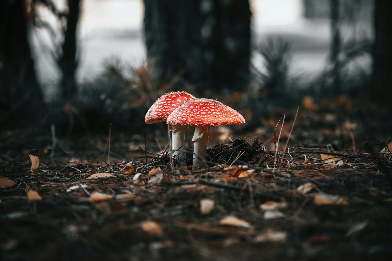 The Advancement of Psilocybin: Manufacturing, Study, and Future Direction