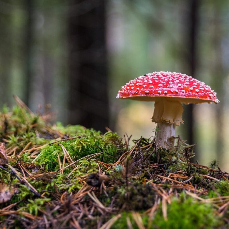 Shrooms Online in Canada | Mushroom Canada