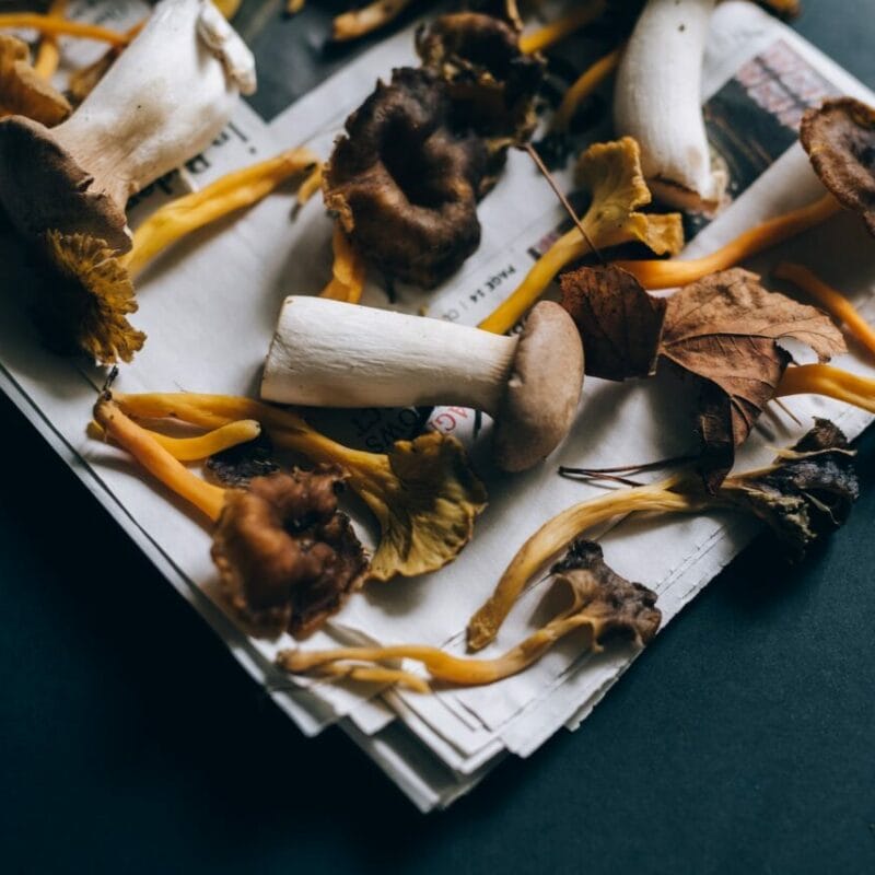 Mushroom chocolate at Zoomies Canada | Mushroom Canada