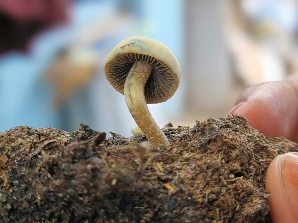 Athletes Explore Psychedelics for Healing After Serious Injuries Magic Mushroom Dispensary