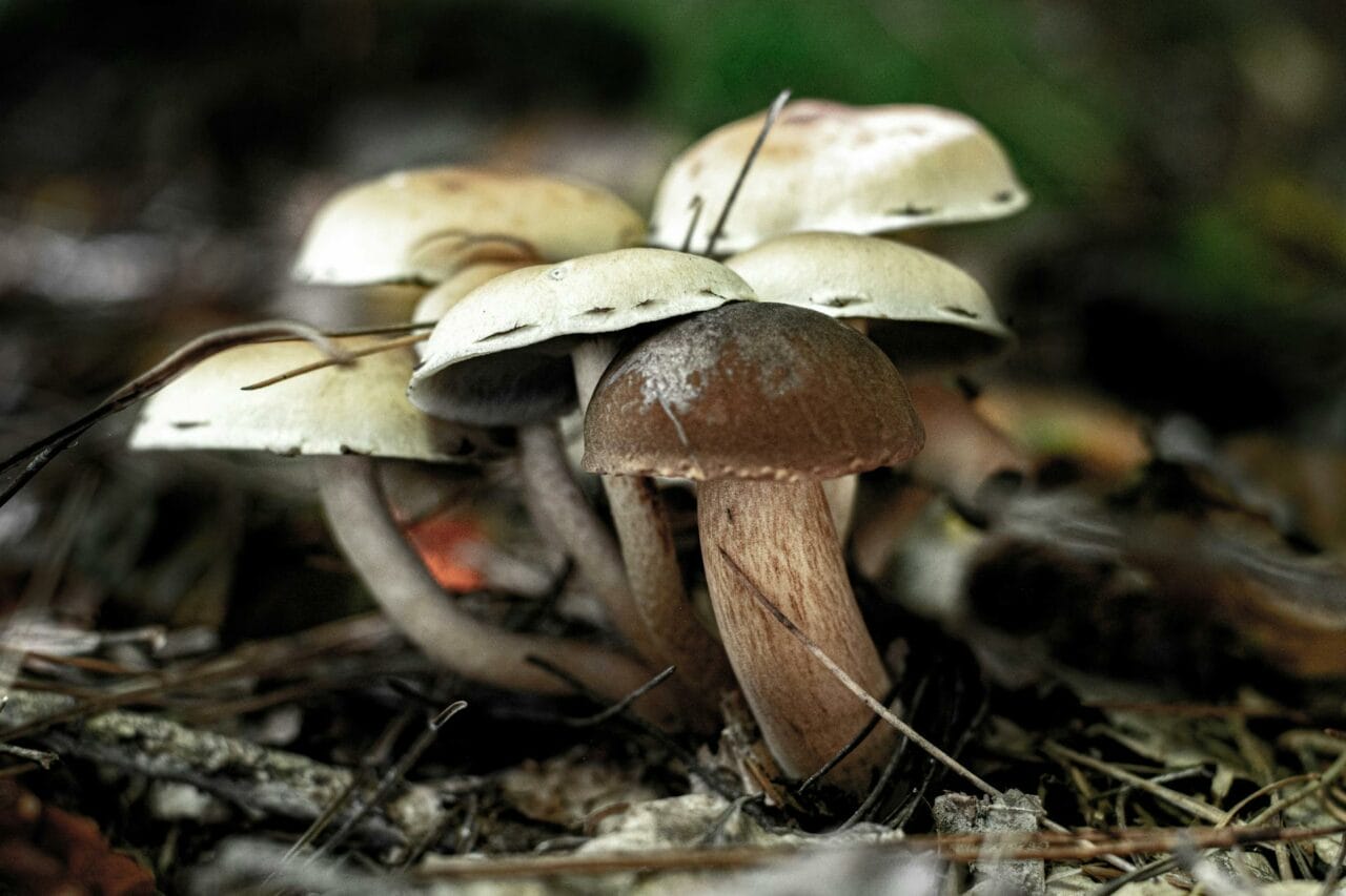 Between Brazilian and Costa Rican Magic Mushrooms: Which is Superior?