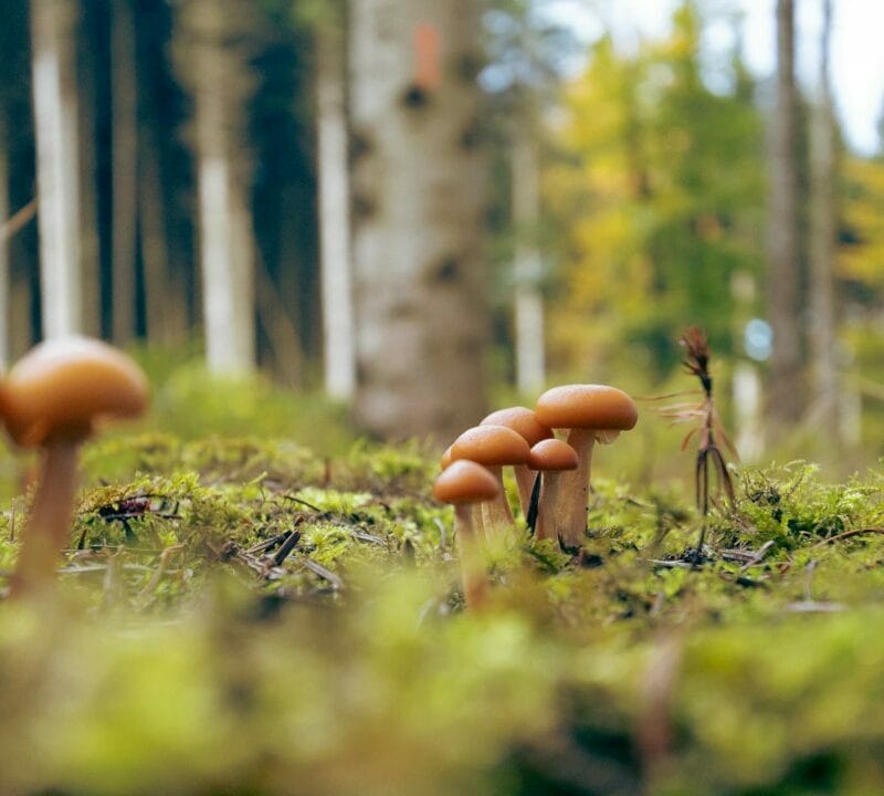 Magic Mushroom Dispensary | Mushroom Canada