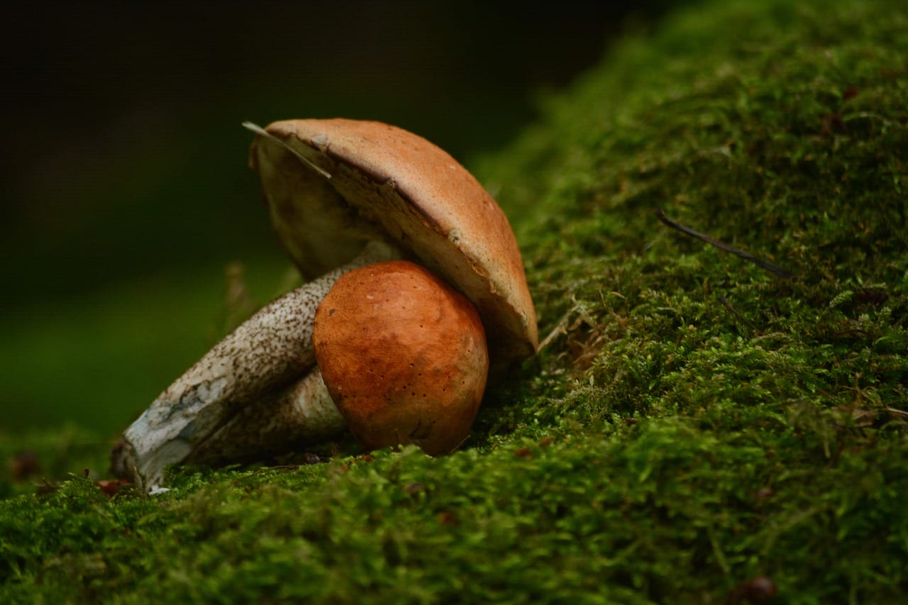 Vancouver’s Mushroom Dispensary – Five Fresh Mushroom Strains You Must Sample