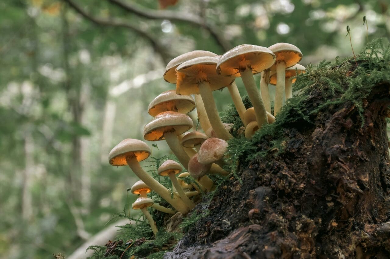 The Role of Psilocybin in Magic Mushrooms in Enhancing Sexual Performance and Satisfaction