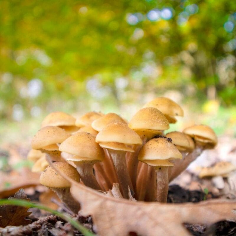 Shrooms Canada | Mushroom Canada