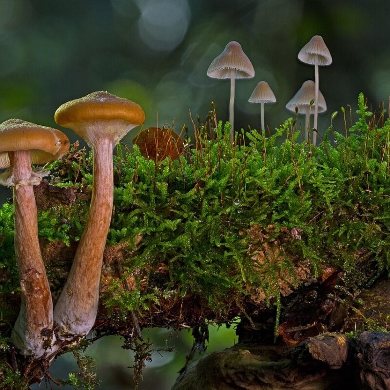 magic mushroom in Canada | Mushroom Canada