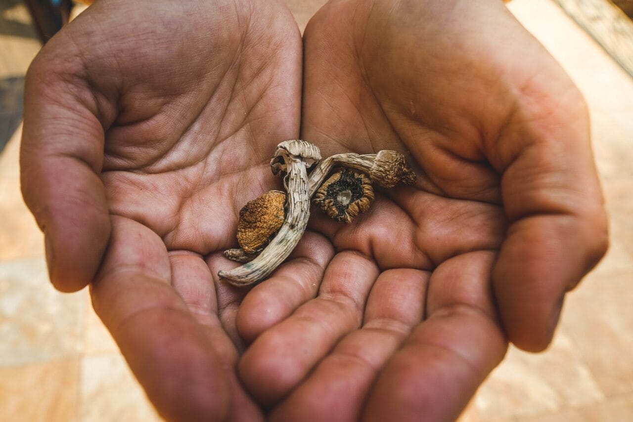 What Makes Dehydrated Mushrooms Different From Other Psychedelic Substances?
