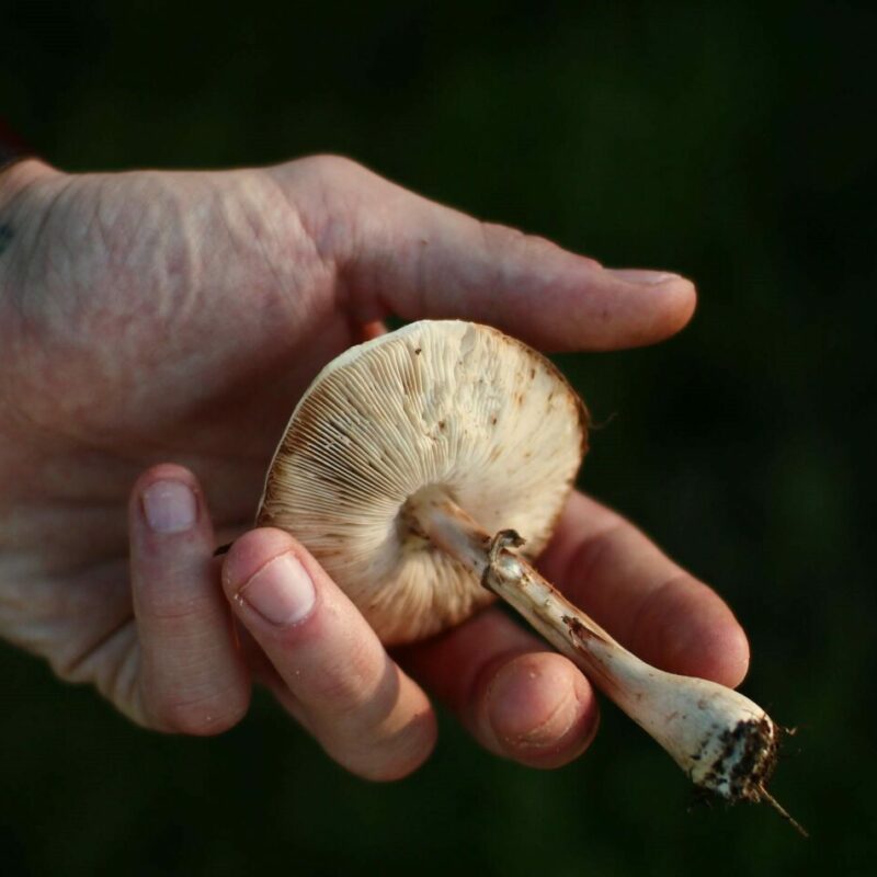 Shrooms | Mushroom Canada