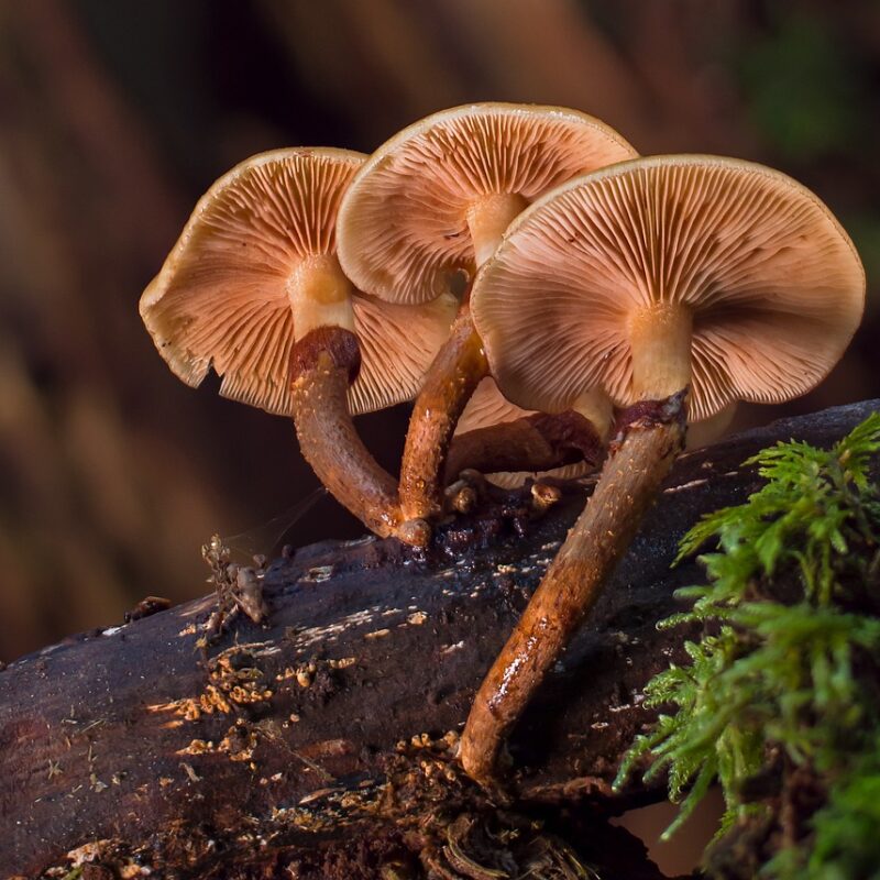 alacabenzi strain | Mushroom Canada