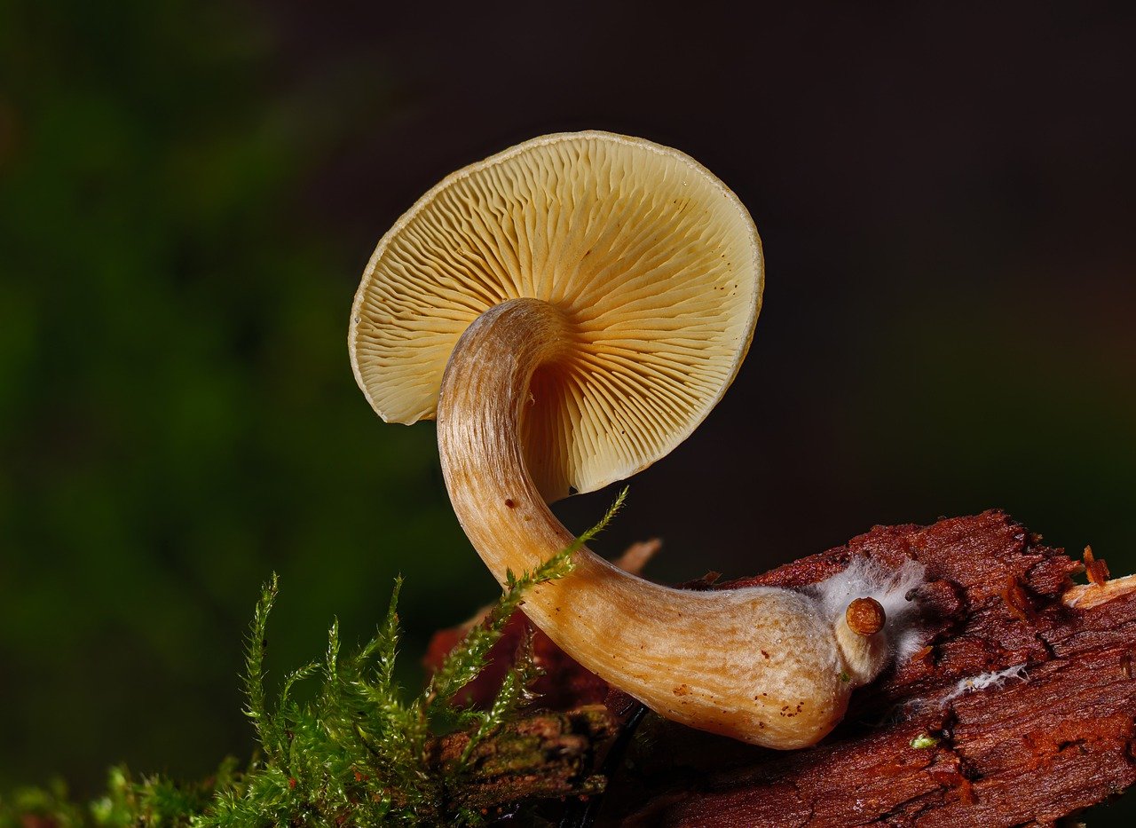 Understanding the Alacabenzi Strain – Essential Information for Users Prior to Their Initial Dosage