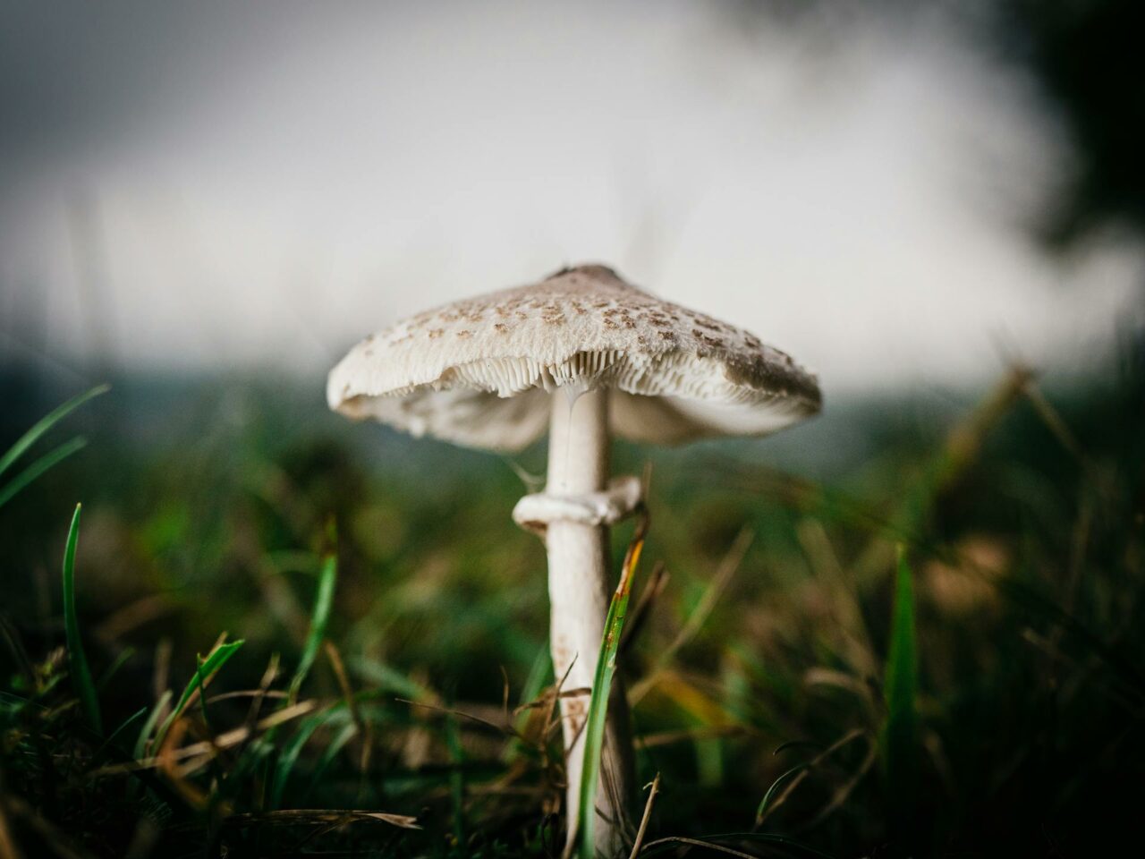 What Complements White Monster Magic Mushrooms for an Amplified Experience?