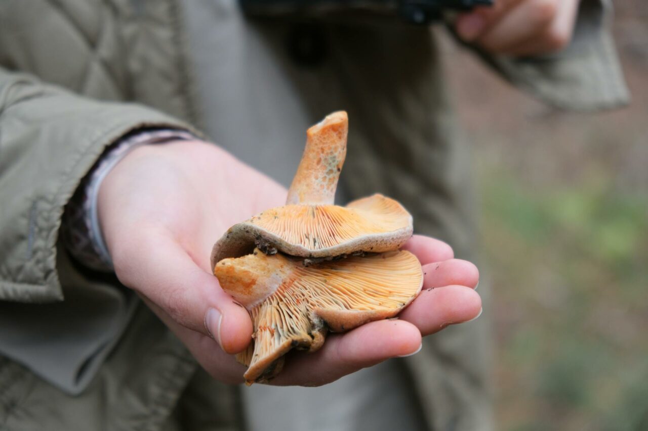 Why Apex Strain Mushroom Will Forever Remain a Staple in My Self-Care Regimen