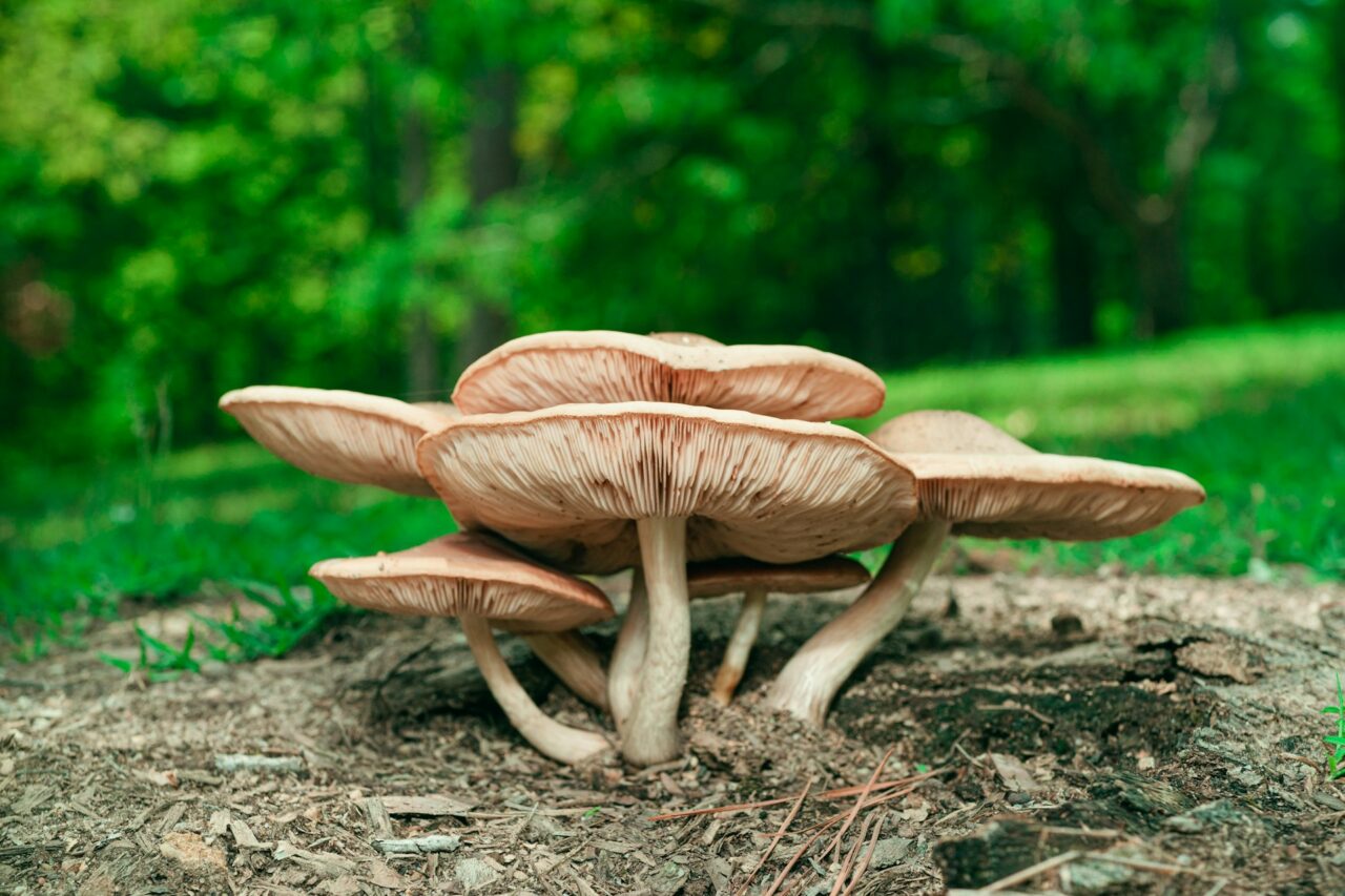 Experienced the Big Daddy Mushroom during a Hike—Rating: 10/10, Highly Recommended for a Repeat