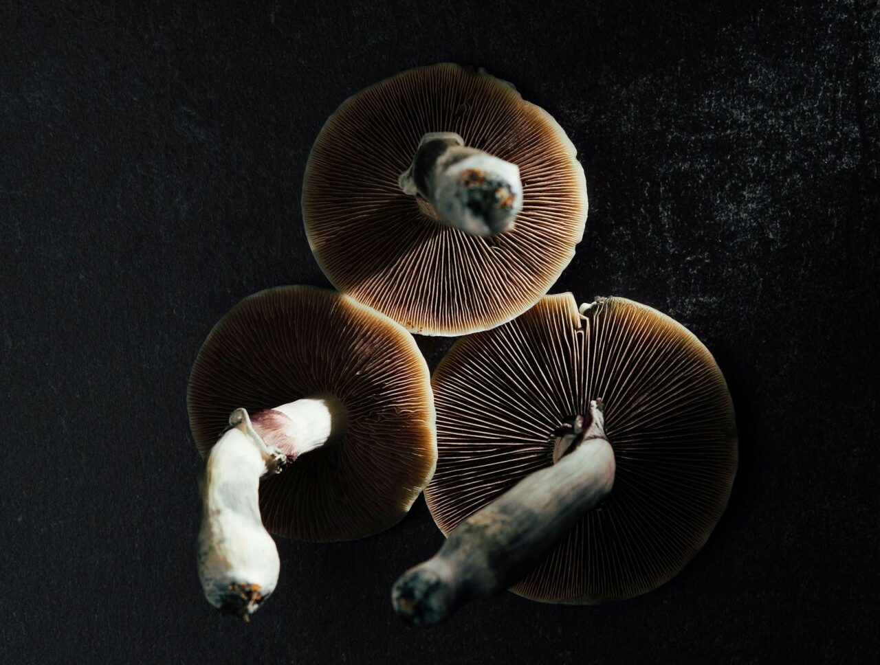 Canada’s Magic Mushroom – Experts Discuss Why Natural Psilocybin Has a Stronger Impact Than Its Lab-Manufactured Counterpart