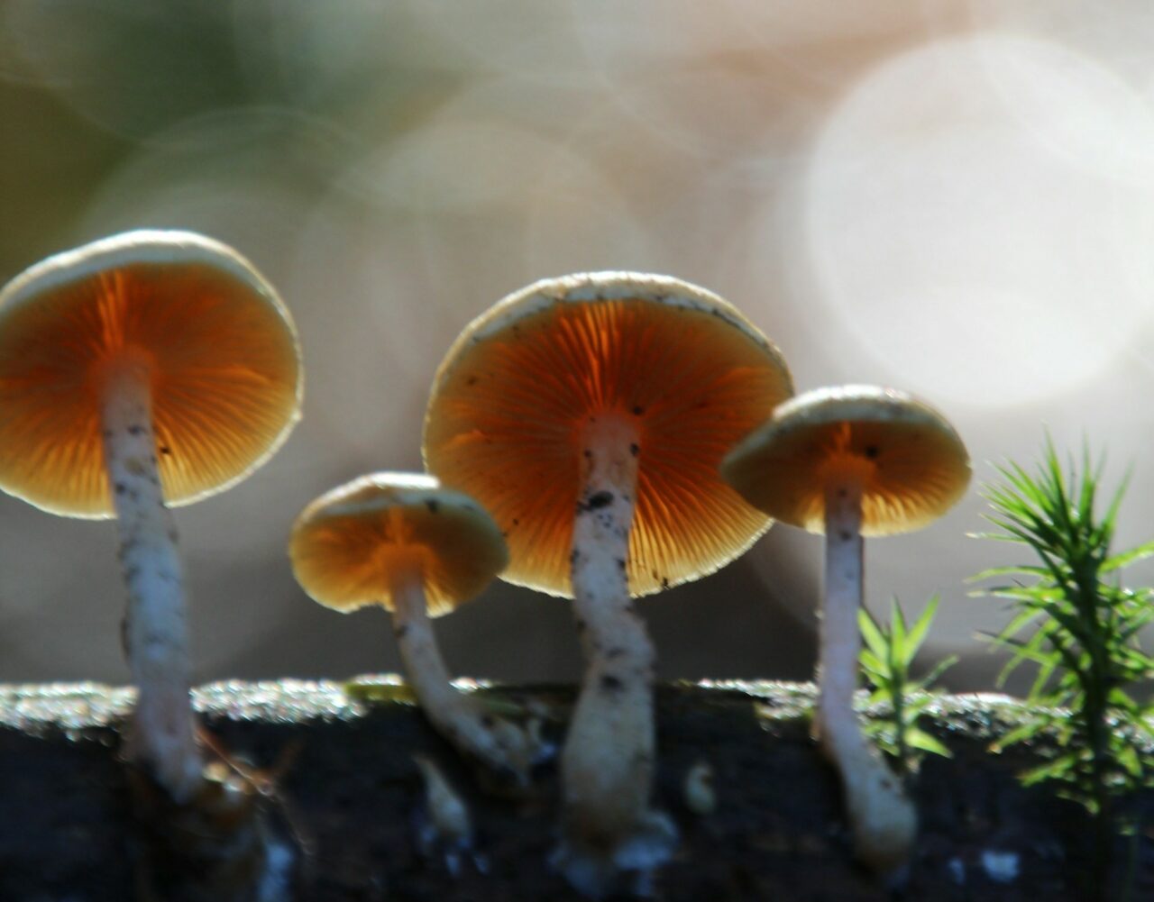 How Delivery of Magic Mushrooms Revolutionized My Psychedelic Experiences (For the Better)