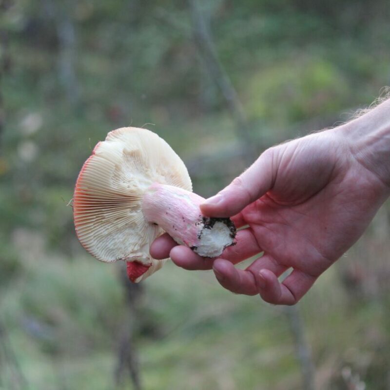 Magic Mushroom Delivery | Mushrooms Canada