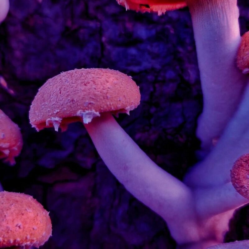 Mushroom Dispensary | Mushrooms Canada