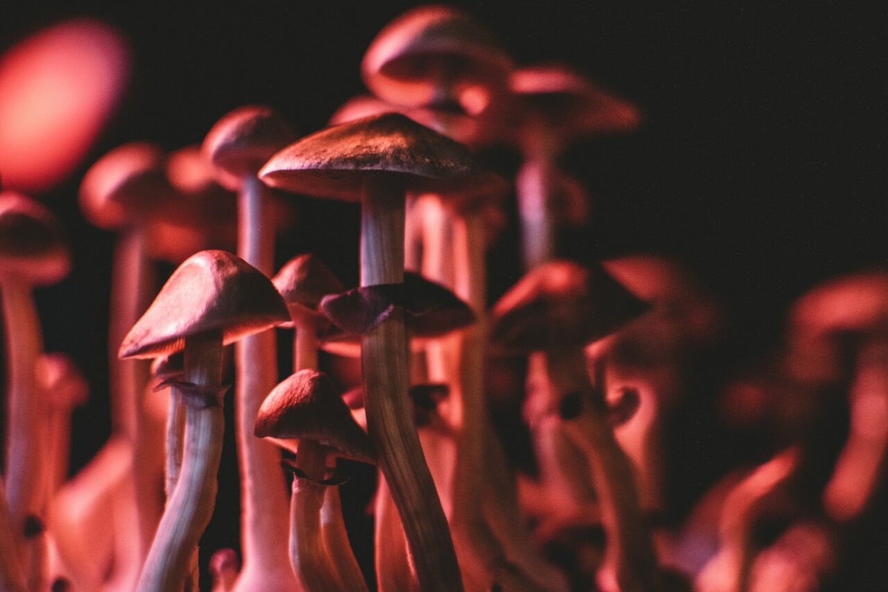 Does Psilocybin Mushrooms in Canada Help Correct Serotonin Levels in Anorexia Patients? Here’s What the Studies Indicate