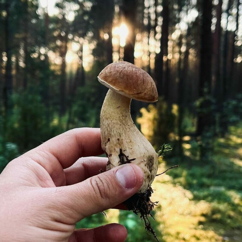 Shrooms Delivery Canada | Mushrooms Canada