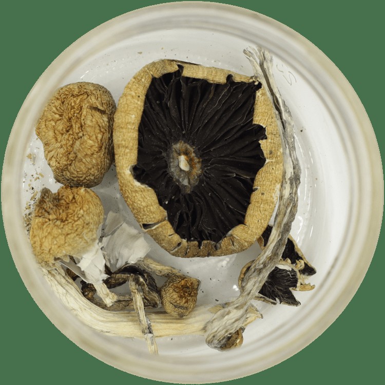  | Mushrooms Canada