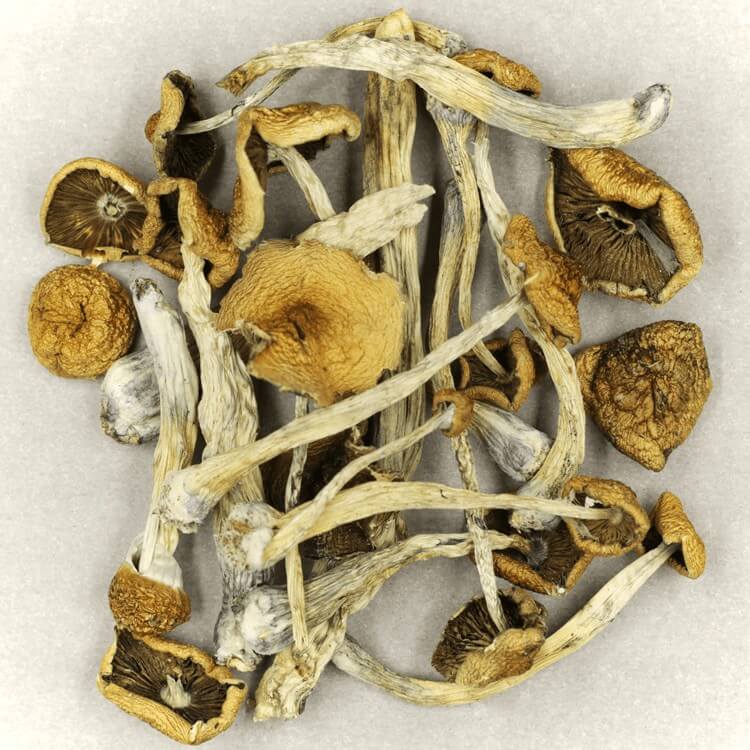  | Mushrooms Canada